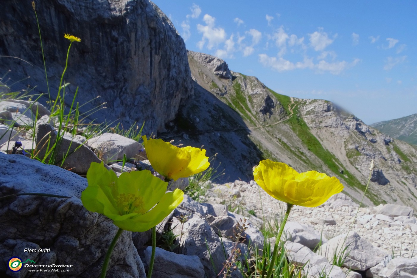 30 Papaver rhaeticum (Papavero dorato) sui macereti del Mandrone.JPG